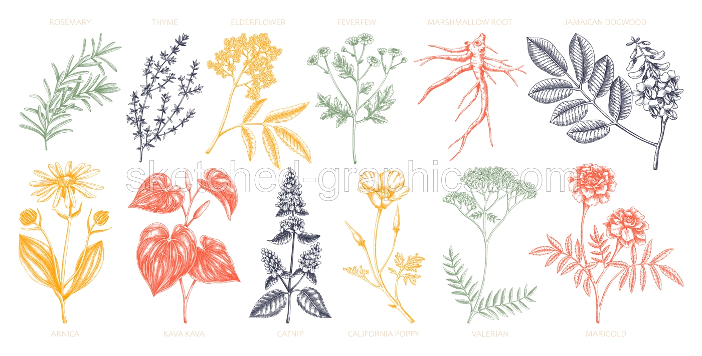 Apothecary plants collection. Medicinal herbs and healing plants sketches in color. Herbal remedies,natural medicine hand-drawn vector illustration. NOT AI genereted Illustration